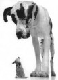 Video of animals